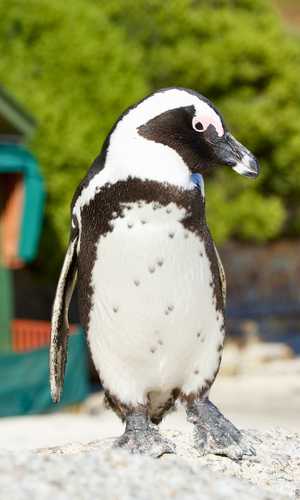 Rezervă-ți turul turistic cu autobuzul hop-on hop-off în Cape Town, Africa de Sud – Bilete oficiale, rute ajustabile și anulare gratuită în 2026