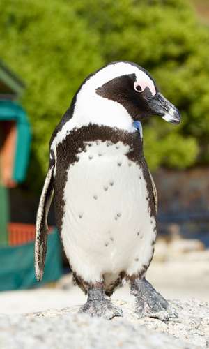 Purchase your Cape Town Hop-On Hop-Off bus tour – Official tickets and customizable sightseeing in 2025 Book your hop-on hop-off sightseeing bus tour in Cape Town, South Africa – Official tickets, adjustable routes, and free cancellation in 2025